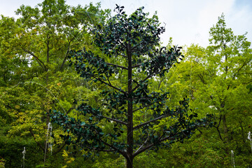 Fountain-cracker Oak tree in lower park of Peterhof in Saint Petersburg, Russia