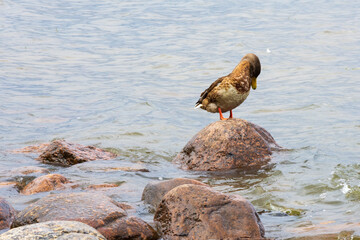 Duck sits on a stone in the Gulf of Finland, Baltic Sea