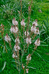 Asphodelus aestivus  tall asphodel growing wild in the Cyprus countryside