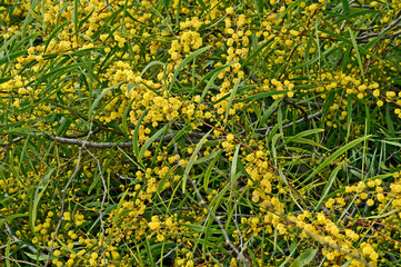 acacia cyanophylla  mimosa growing wild in the Cyprus countryside