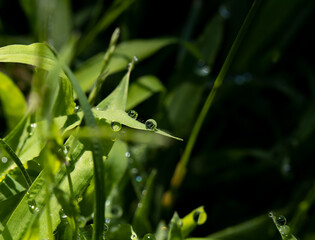 Fototapeta na wymiar drops of dew on a grass