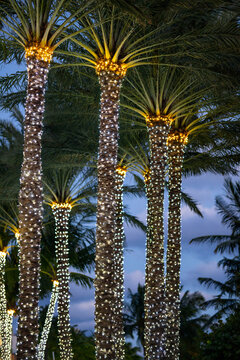 Palm trees with holiday lights Miami scene