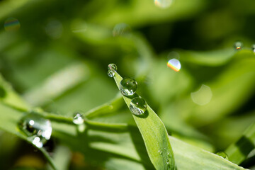 drops of dew on a grass