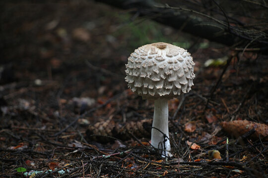 Chlorophyllum olivieri, known as Olive Shaggy Parasol, wild mushrooms from Finland