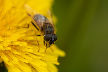 bee on yellow flower