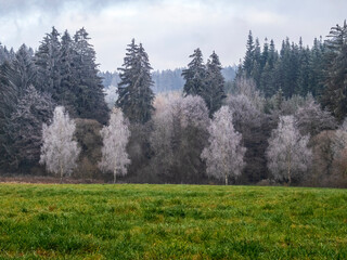 Fototapeta premium forest in winter
