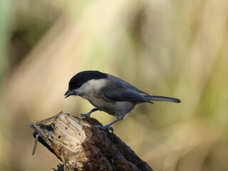 Fototapeta premium willow tit (Poecile montanus)