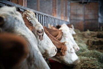 Kühe in Stall 