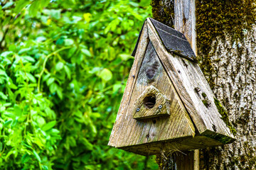 old wooden birdhouse at a yard