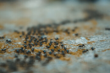 A group of ants crawling in a line in the forest