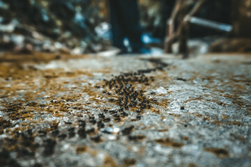 A group of ants crawling in a line in the forest