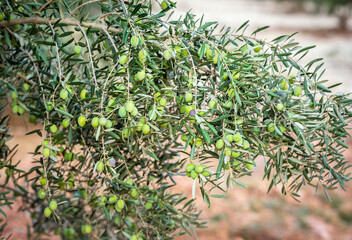 olives on olive tree