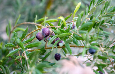 olives on olive tree drop of water