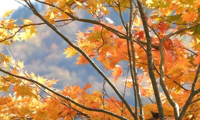 白山手取川ジオパーク　紅葉の風景