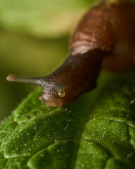 Snail walking on mint leaf