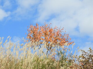 白山手取川ジオパーク　紅葉の風景