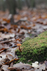 Lonely small mall mushroom in the forest 
