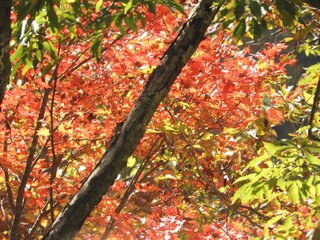 白山手取川ジオパーク　紅葉の風景