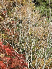 白山手取川ジオパーク　紅葉の風景