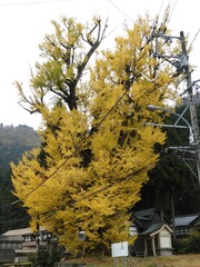 白山手取川ジオパーク　夜泣きの大銀杏