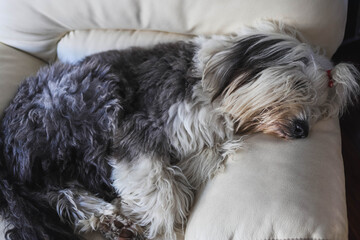 Dog sleeping on the couch.