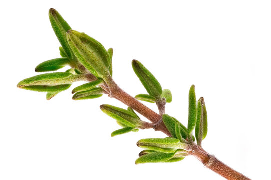 Thymian Nahaufnahme