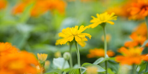Close up of Orange flower in garden