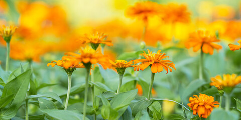 Close up of Orange flower in garden