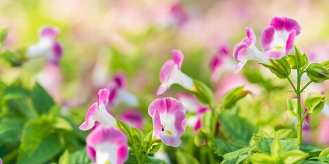 Fototapeta premium Close up of pink flower