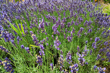 Obraz premium Beautiful bright lavender field on a sunny day. Used for medical purposes.