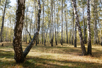 birch grove in summer, sometimes white-trunked slender beautiful trees