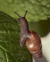Snail walking on mint leaf