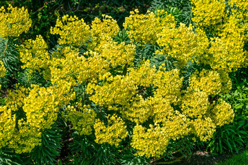 Obraz premium Euphorbia characias subs wulfenii a spring summer evergreen flowering shrub plant with a springtime summer yellow flower, stock photo image