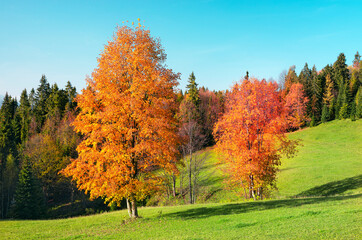 Autumn, Forest, High Tatras, Slovakia, European Mountains, autumn road, colorful landscape, relaxation, nature and sky