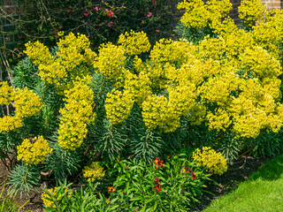 Obraz premium Euphorbia characias subs wulfenii a spring summer evergreen flowering shrub plant with a springtime summer yellow flower, stock photo image