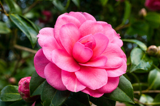 Camellia x Williamsii 'Water Lily' a spring summer shrub plant with a winter springtime pink red flower stock photo image