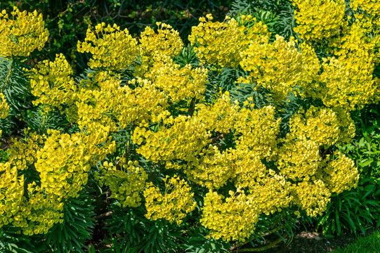 Euphorbia characias subs wulfenii a spring summer evergreen flowering shrub plant with a  springtime summer yellow flower, stock photo image