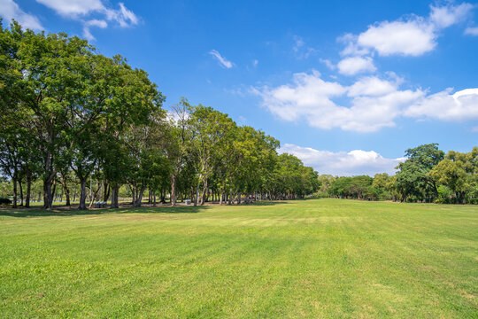 Green trees in beautiful park under blue sky