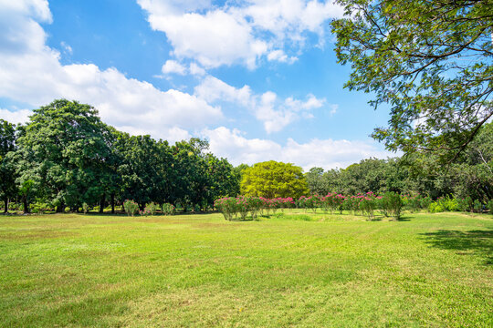 Green trees in beautiful park under blue sky