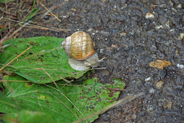 Gehäuseschnecke