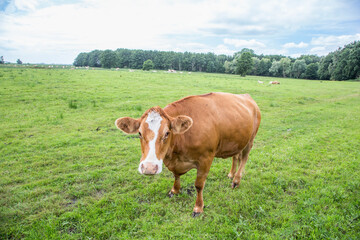 cow grazing at the green fresh meadow in Usedom,