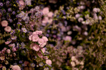 Closeup of Many Beautiful Colorful Flowers with nature background in the garden, Thailand.