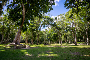 Green park with tropical trees in Mexico.