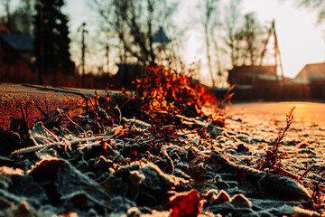 nature