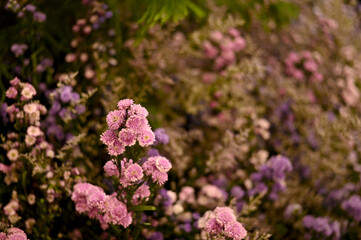 Closeup of Many Beautiful Colorful Flowers with nature background in the garden, Thailand.