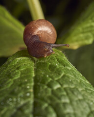 Snail walking on mint leaf