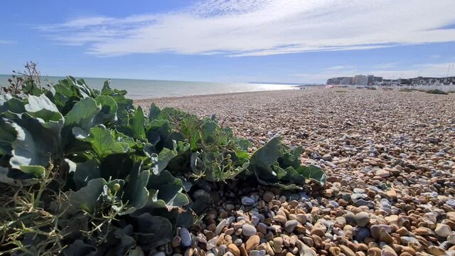 Sea cabbage on a stone beach