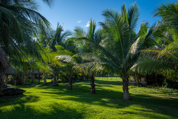 Obraz na płótnie Canvas Row of palm trees. Tropical environment. Paradise