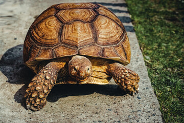 A huge old turtle crawls along a concrete road or sidewalk. Portrait of a reptile with a Horny shell. Exotic animal