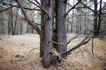 pine forest slender trees land in needles